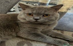 British Shorthair cats for sale: PURE BRITISH SHORTHAIR  - Image 1