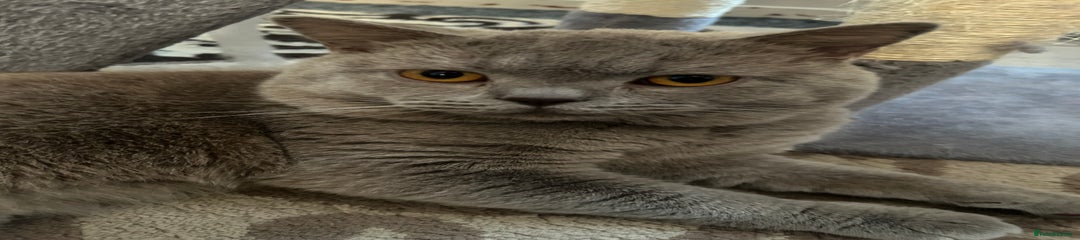 British Shorthair Kitten 1