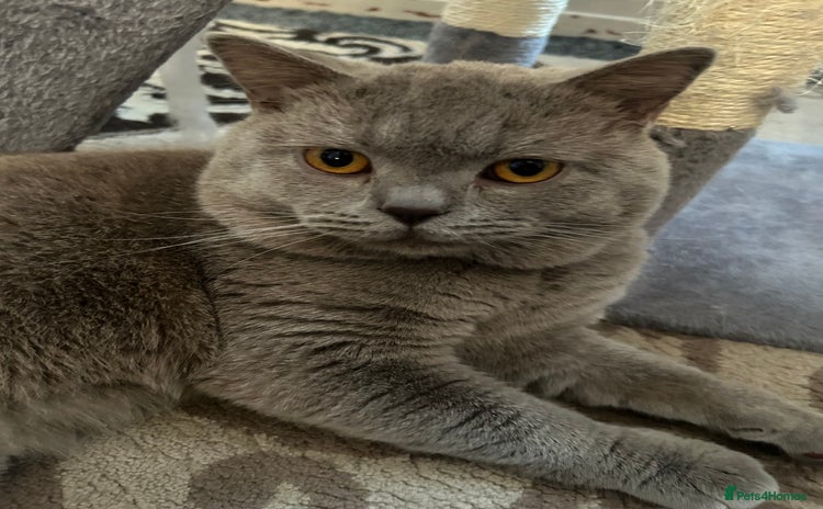 British Shorthair cats - Advert 6