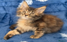 Maine Coon cats for sale: Pedigree MainCoon Kittens  - Image 31