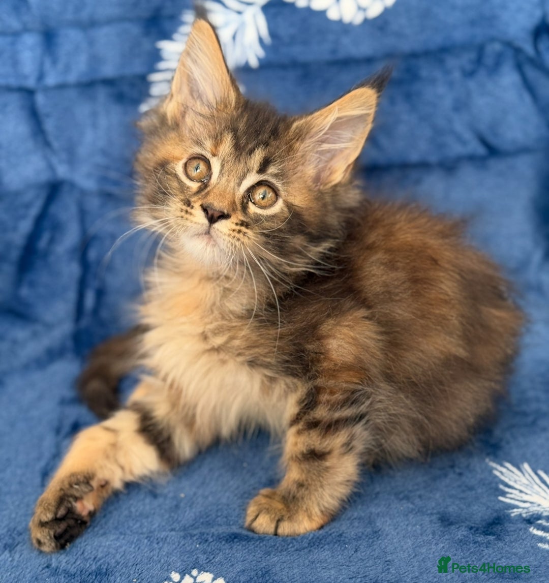 Maine Coon cats for sale: Pedigree MainCoon Kittens  - Image 31