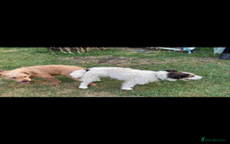 Lakeland Terrier dogs for sale: Lakeland terrier puppies  - Image 16