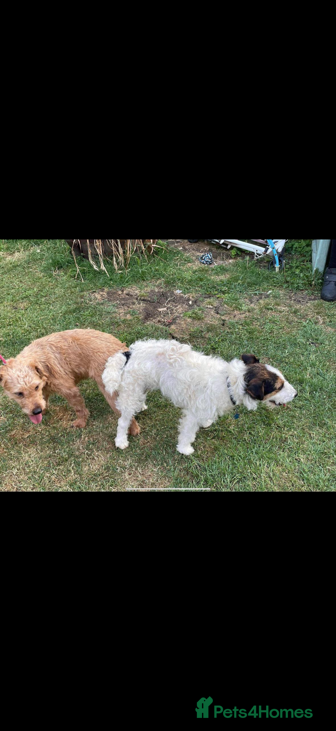 Lakeland Terrier dogs for sale: Lakeland terrier puppies  - Image 16