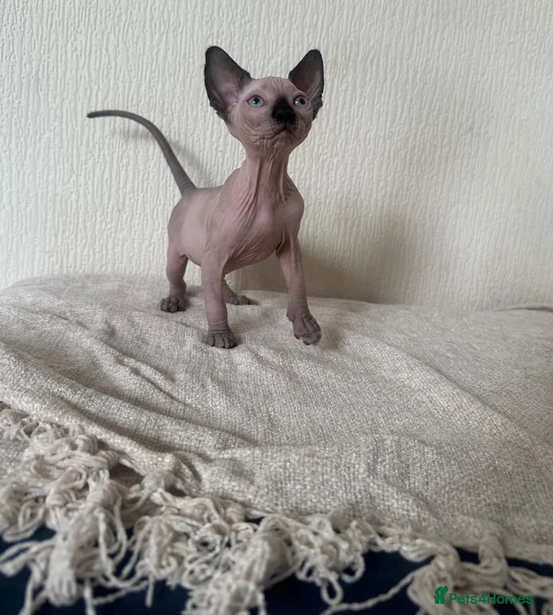 Sphynx cats for sale: *REDUCED* Canadian Sphynx kittens  - Advert 2
