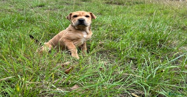 Mixed Breed dogs - Advert 10