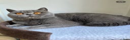 British Shorthair cats for sale: Beautiful BSH blue female cat - Advert 3