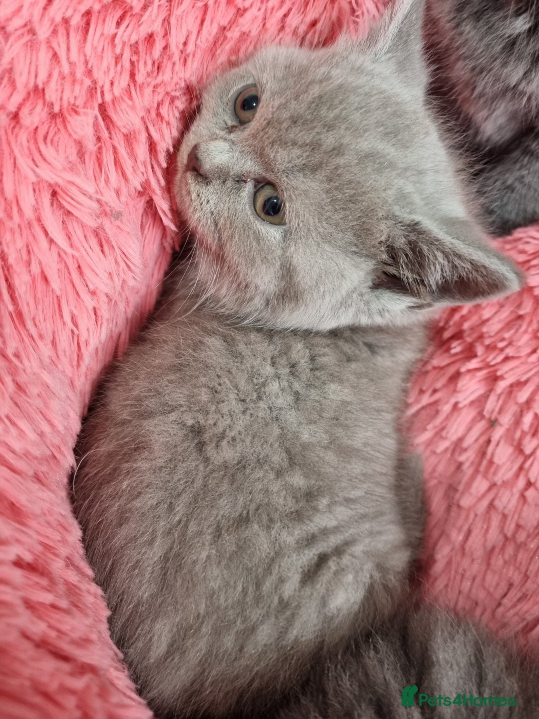 British Shorthair cats for sale: British shorthair kittens lilac/blue - Image 26
