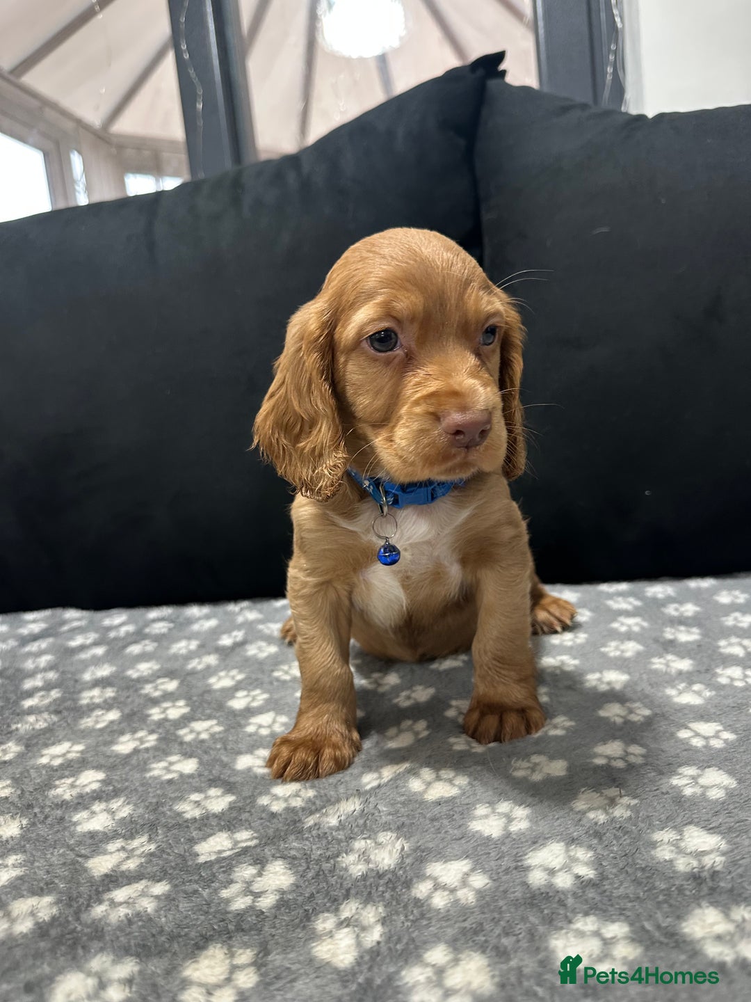 Cocker Spaniel dogs for sale: 3 beautiful cocker spaniel puppies left  - Advert 4