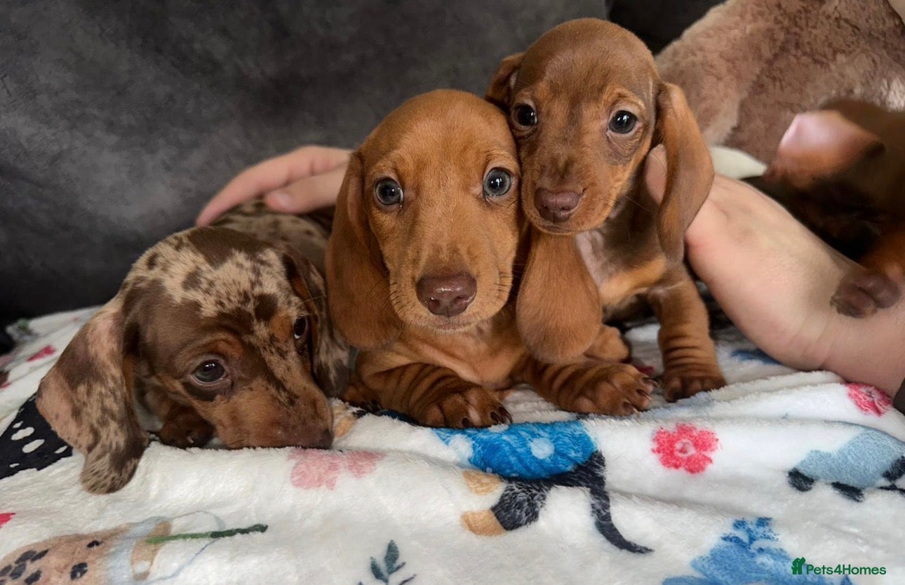 Miniature Dachshund dogs Miniature Dachshund  in Bury Saint Edmunds - Advert 5