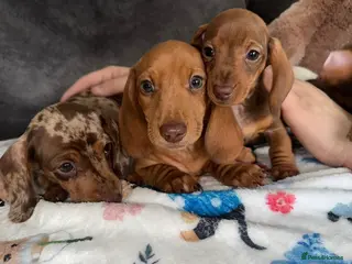 Miniature Dachshund dogs Miniature Dachshund - Advert 1