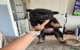 Pomchi dogs for sale: Pomchi pups for sale  - Image 1