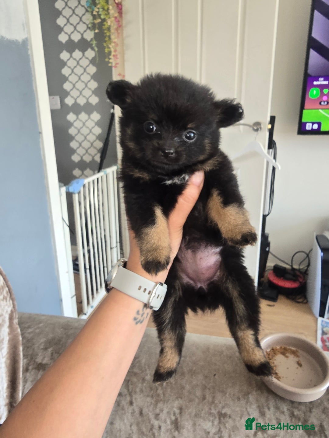 Pomchi dogs for sale: Pomchi pups for sale  - Image 1