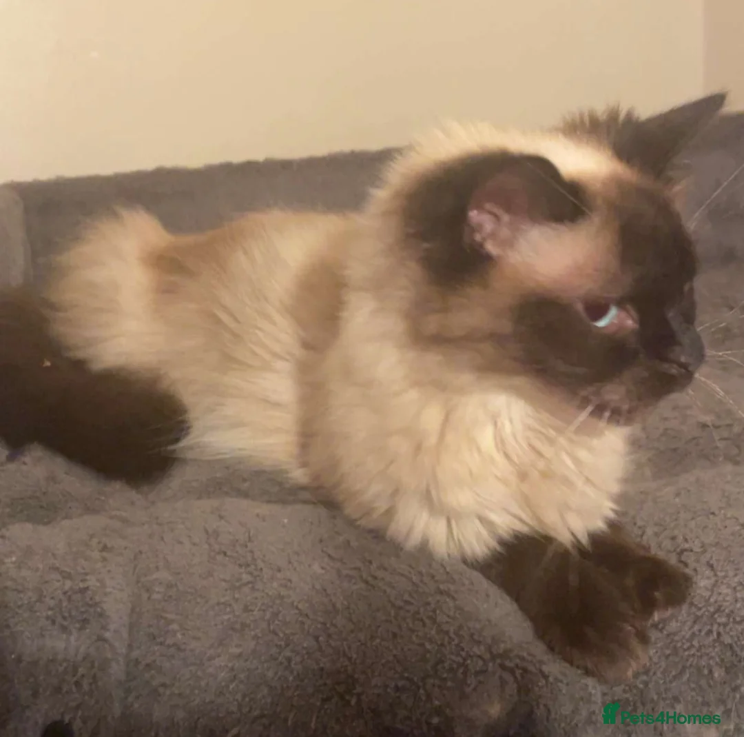 Ragdoll cats for sale: Ragdoll Missy - Advert 1