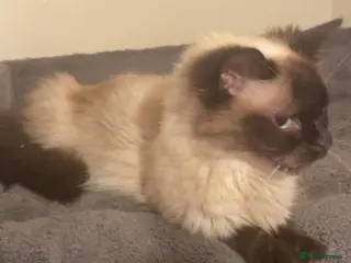 Ragdoll cats Ragdoll Missy - Advert 3