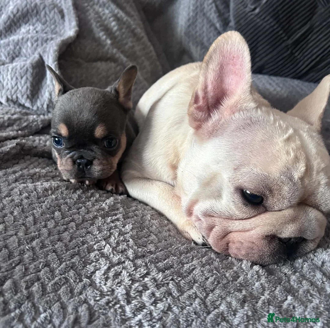 French Bulldog dogs for sale: 2 French bulldog puppies ready to leave  - Advert 1