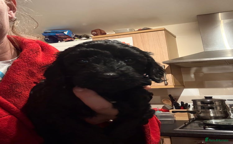 Cockapoo dogs - Advert 1