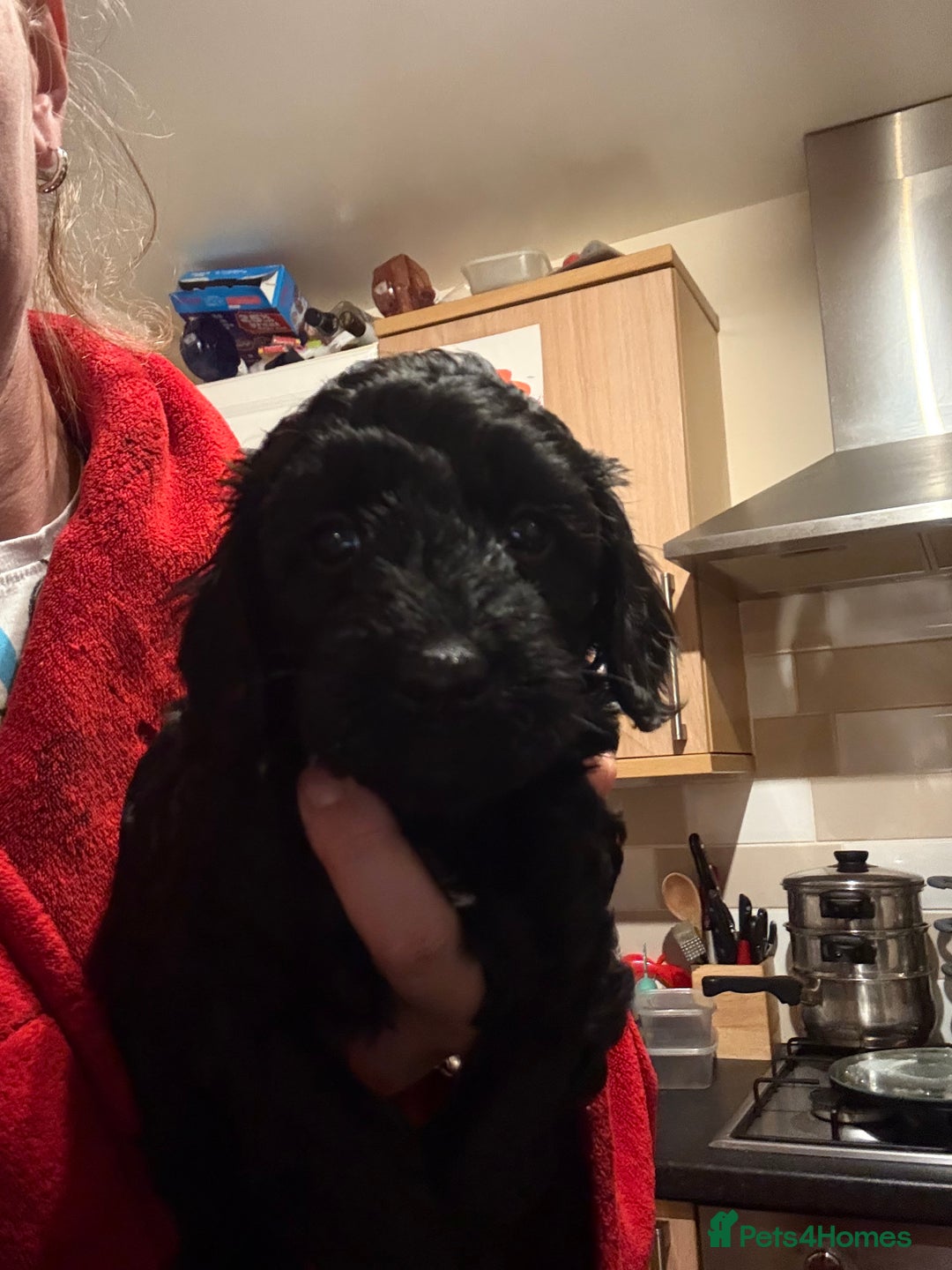 Cockapoo dogs for sale: Cockapoo f2 puppy  - Image 1
