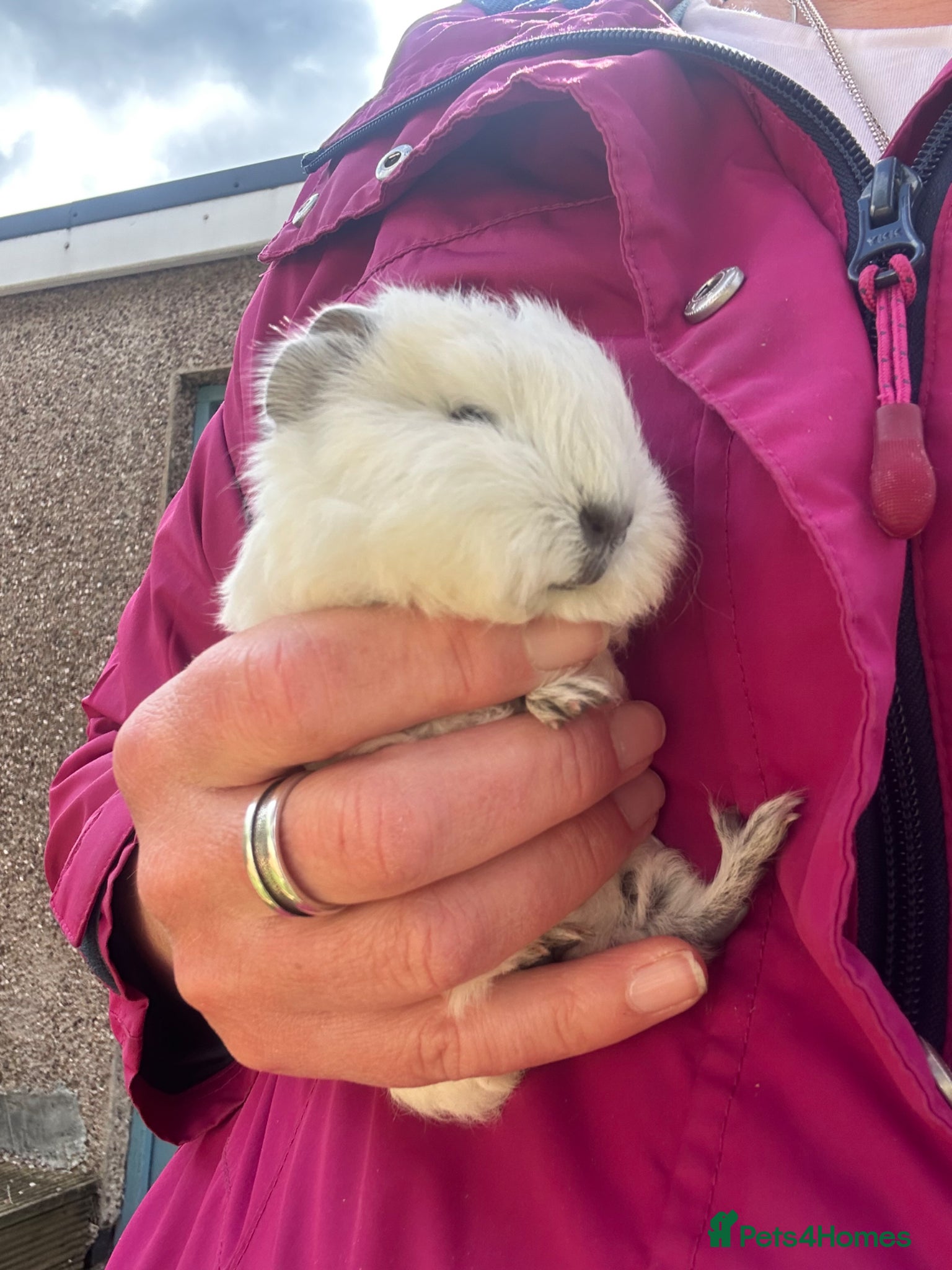 Guinea Pig rodents Two Swiss/ otter coloured boys for sale - 7 weeks - Advert 1