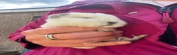 Guinea Pig rodents for sale: Two Swiss/ otter coloured boys for sale - 7 weeks - Advert 1