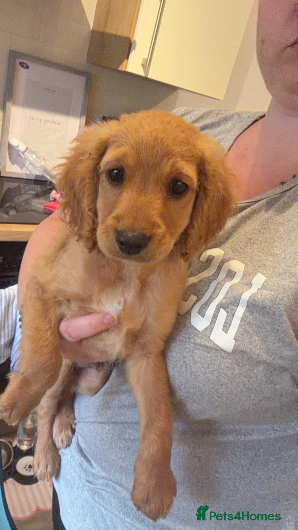 Maltipoo dogs LAST BOY READY NOW  Maltipoo puppies - Advert 6