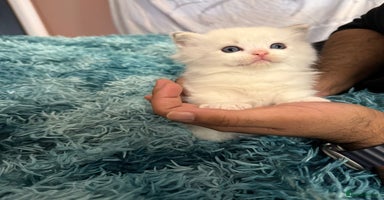 Ragdoll cats - Advert 13