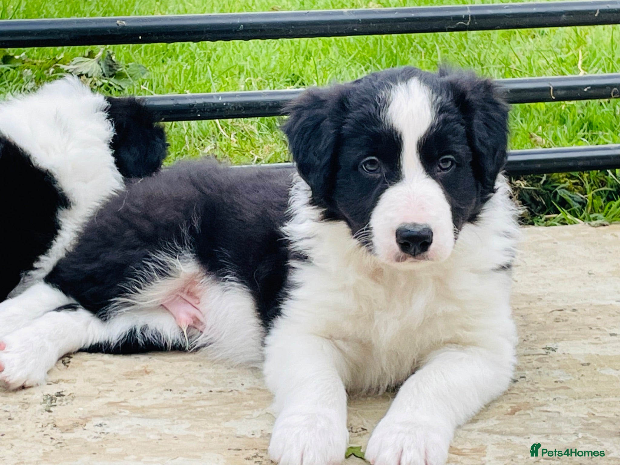 Border Collie dogs KC/ISDS REG HEALTH TESTED BORDER COLLIE PUPS - Advert 1