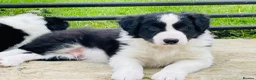 Border Collie dogs for sale: KC/ISDS REG HEALTH TESTED BORDER COLLIE PUPS - Advert 1