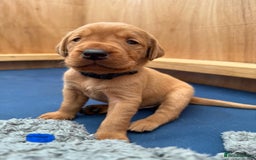 Labrador Retriever dogs for sale: Ready Now Fox Red Labrador Puppy Available  - Image 15