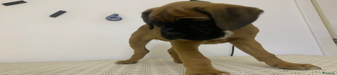 Boxer Puppy 2