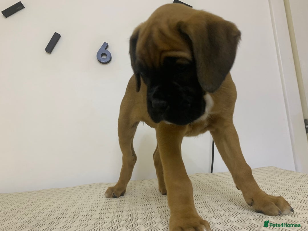 Boxer dogs for sale: Stunning KC Boxer Puppies for Sale - Image 2
