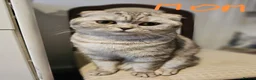 Scottish Fold cats for sale: 5 Beautiful Scottish Kittens Ready for Homes 🐾 - Advert 24