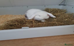 Mini Lop rabbits for sale: Male mini lop - Image 2