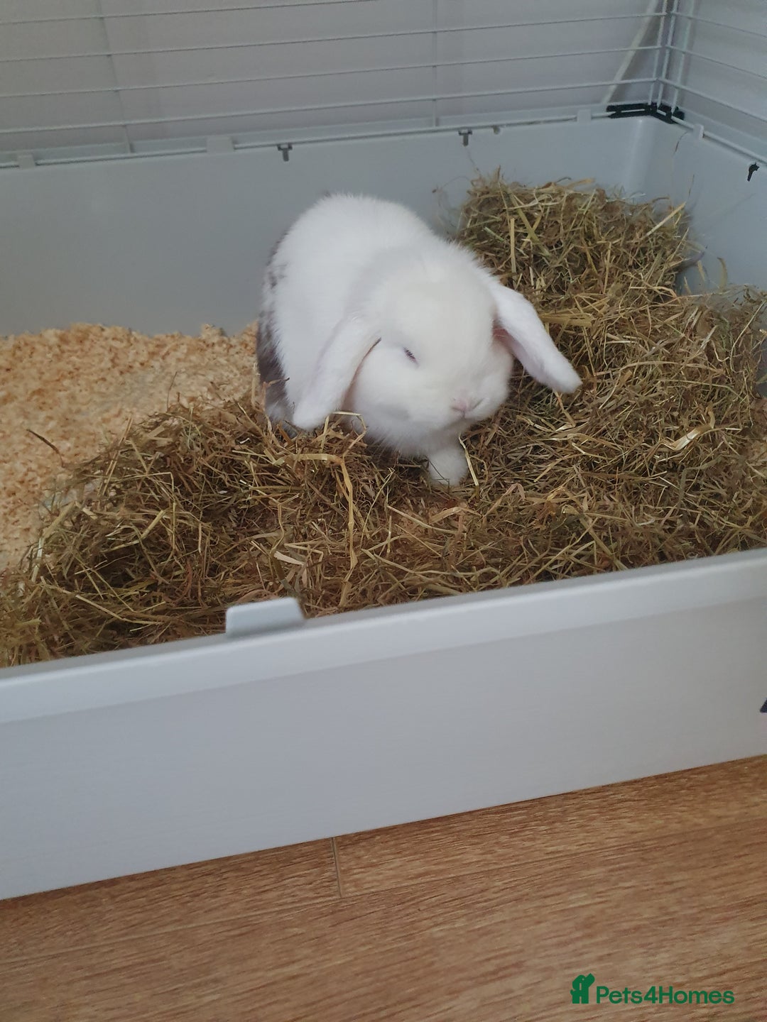 Mini Lop rabbits for sale: Male mini lop - Image 2