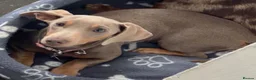 Miniature Dachshund dogs for sale: Mini dachshund for rehoming  in Dover - Advert 2