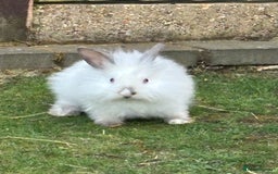 Lionhead rabbits for sale: Beautiful bunnies. in Chatham - Image 4