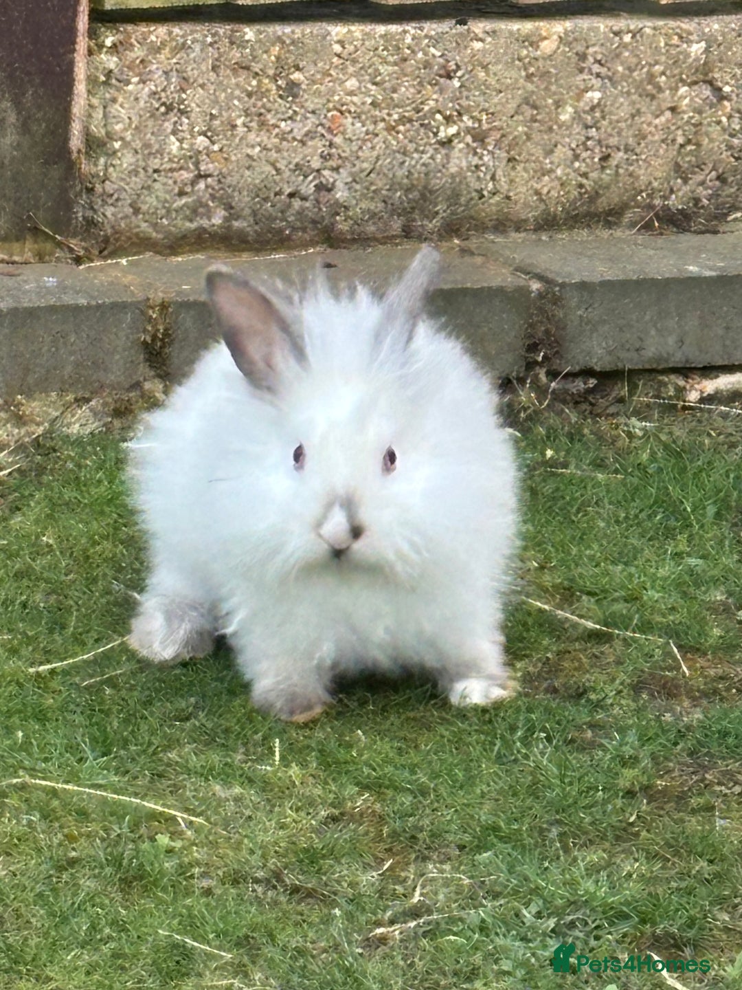 Lionhead rabbits for sale: Beautiful bunnies. in Chatham - Image 4