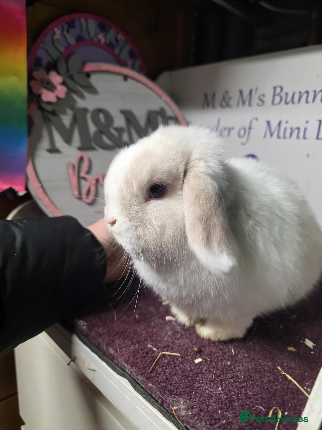 Mini Lop rabbits for sale: Mini Lop Lilac Pointed Magpie Doe - Advert 2