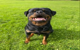 Rottweiler dogs for stud: Proven handsome ADRK KC registered Rottweiler  in Milford Haven - Image 6