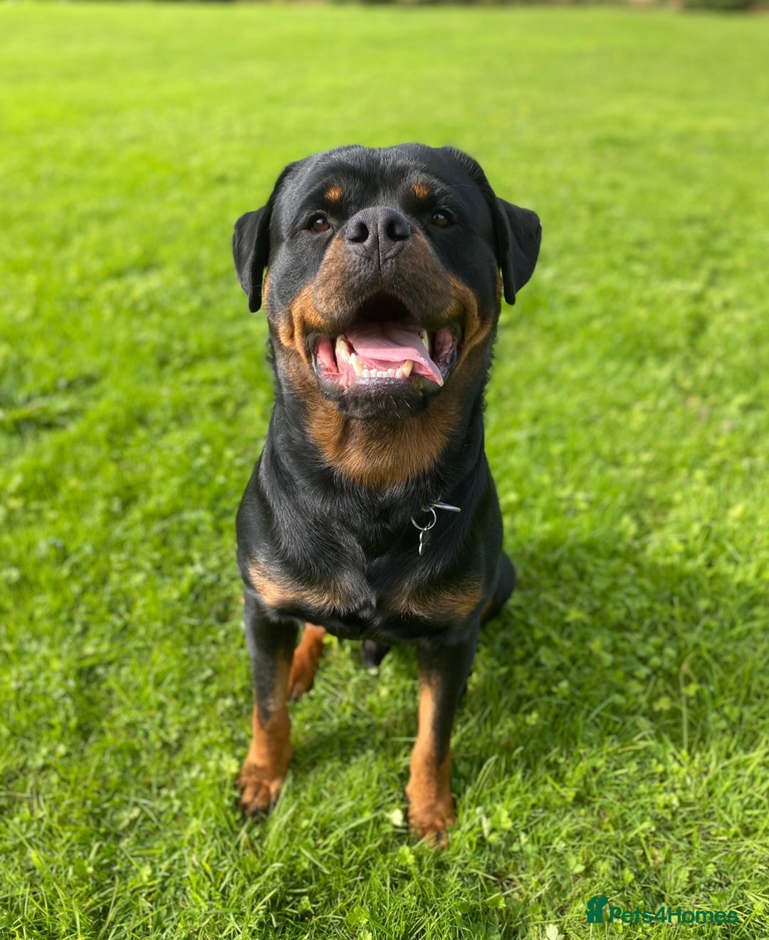 Rottweiler dogs for stud: Proven handsome ADRK KC registered Rottweiler  in Milford Haven - Image 6