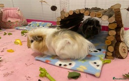 Guinea Pig rodents for sale: Two lovely boars with complete set up - Image 21