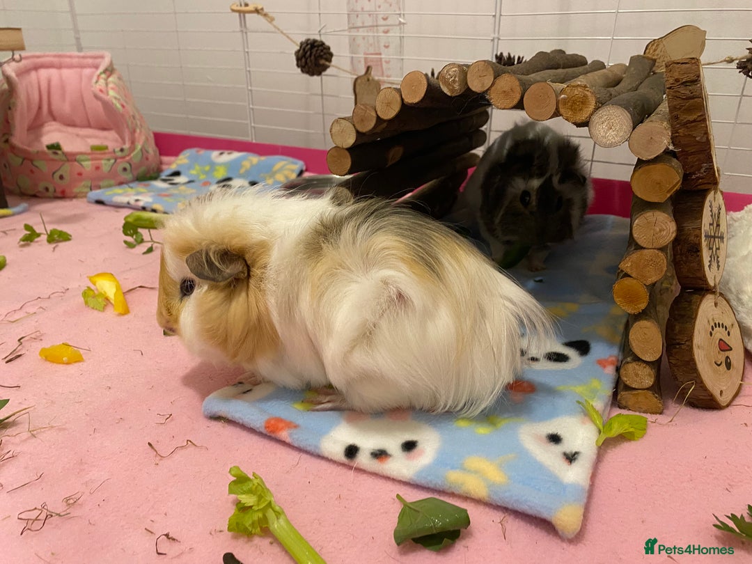 Guinea Pig rodents for sale: Two lovely boars with complete set up - Image 21