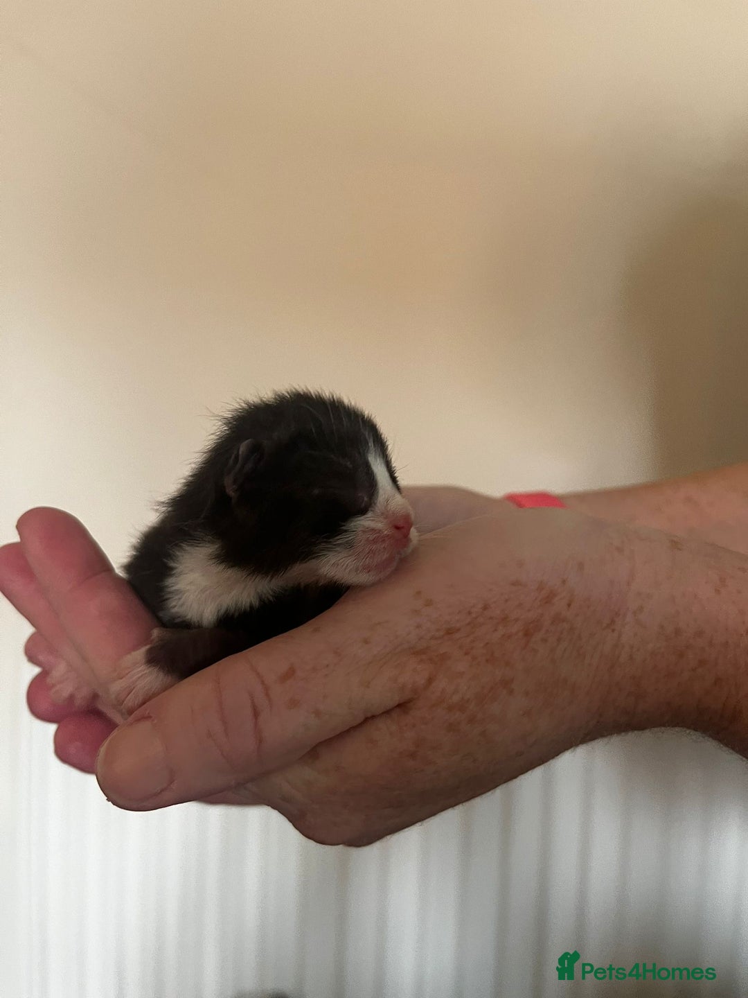 British Longhair cats for sale: 💕 Beautiful litter of BLH Kittens 💕 - Image 12