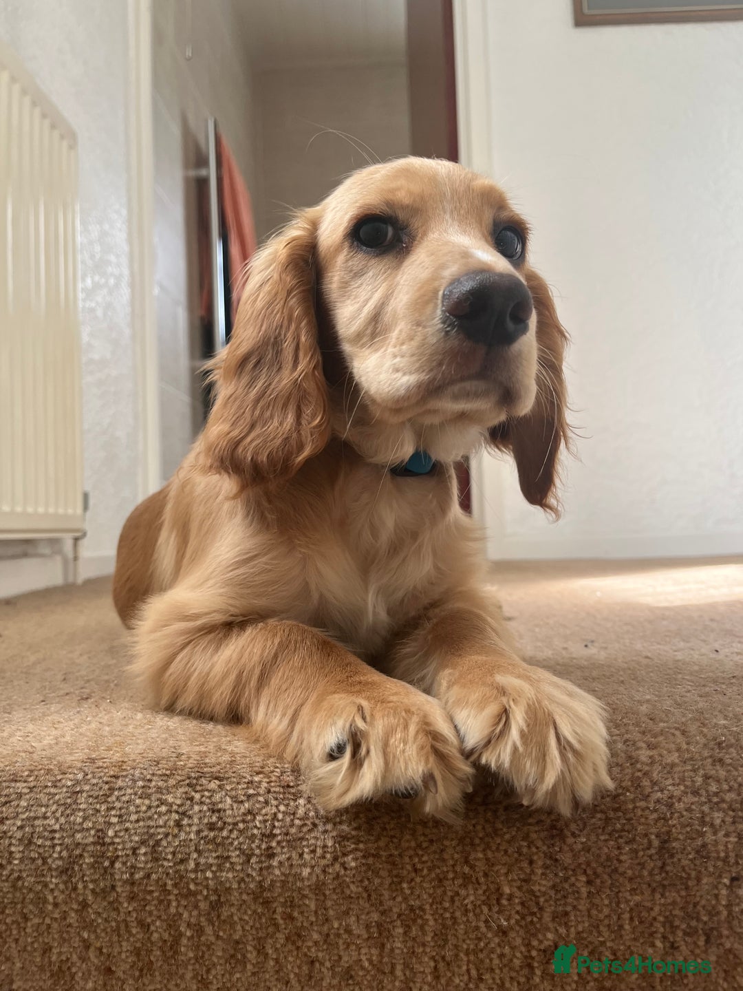 Cocker Spaniel dogs for sale: Ruby the cocker “trained and fully health checked” - Image 1