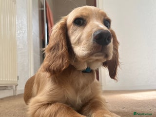 Cocker Spaniel dogs - Advert 9