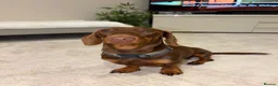 Miniature Dachshund dogs for stud: chocolate boy carries fluffy gene for stud  - Advert 3