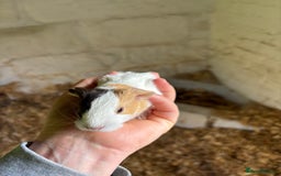 Guinea Pig rodents for sale: Baby Boy Guinea Pigs - Image 5