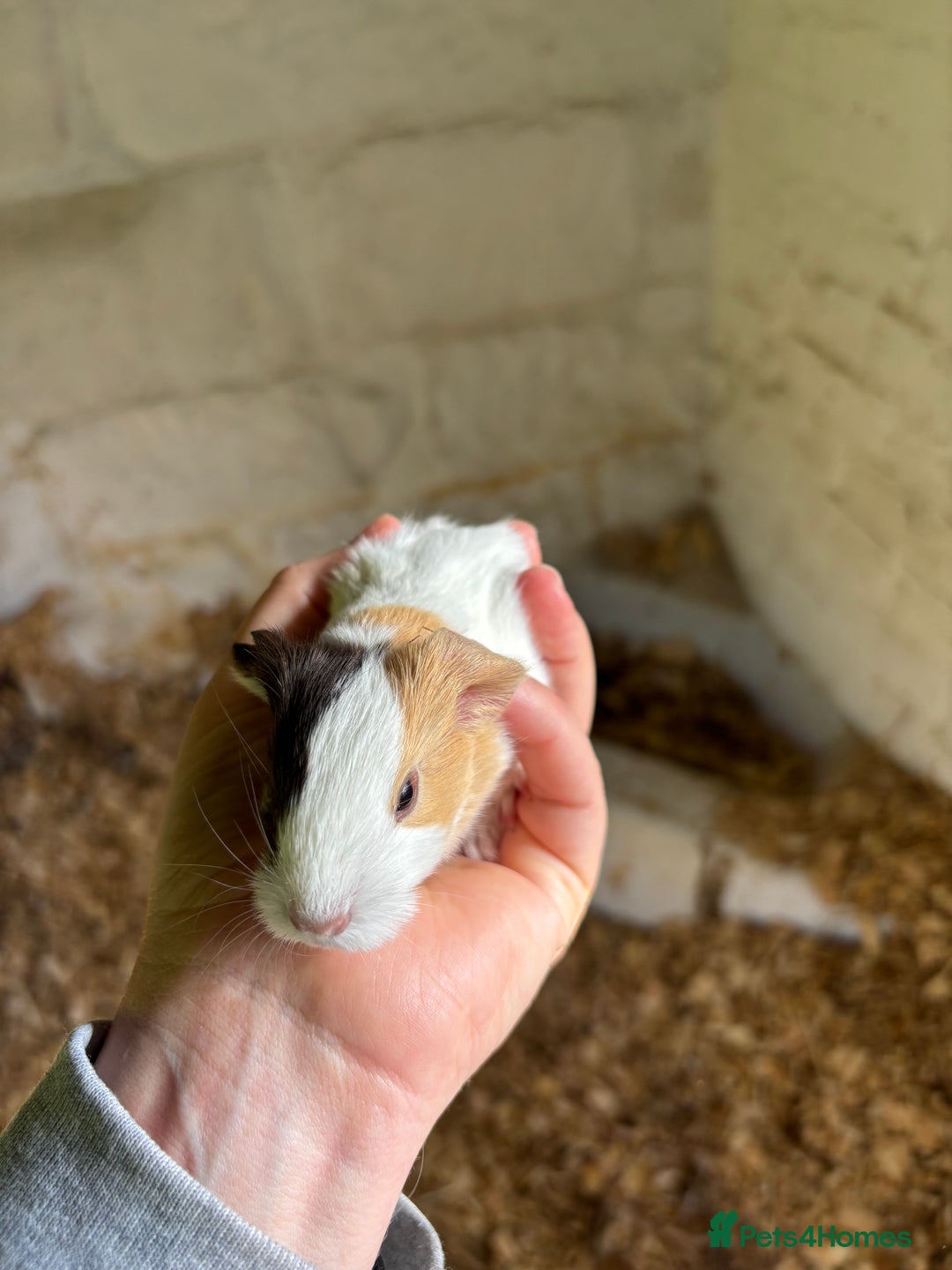 Guinea Pig rodents for sale: Baby Boy Guinea Pigs - Image 5