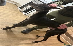 Lurcher dogs for sale: 5 year old lurcher  - Image 1