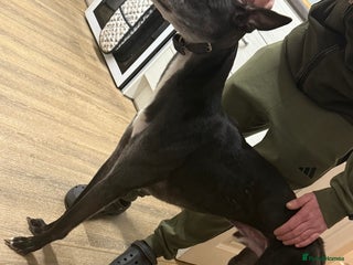 Lurcher dogs for sale - Advert 1