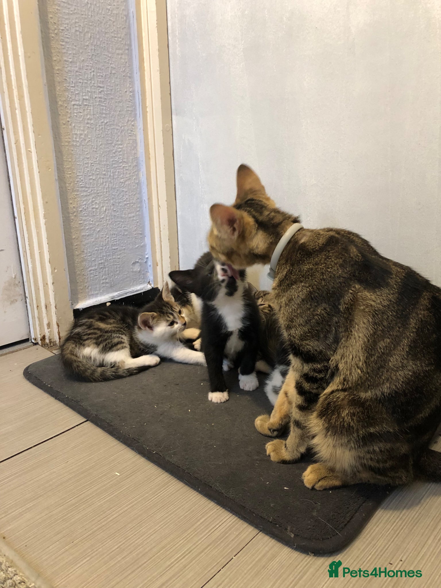 Domestic Shorthair cats Lovely kittens  - Advert 3